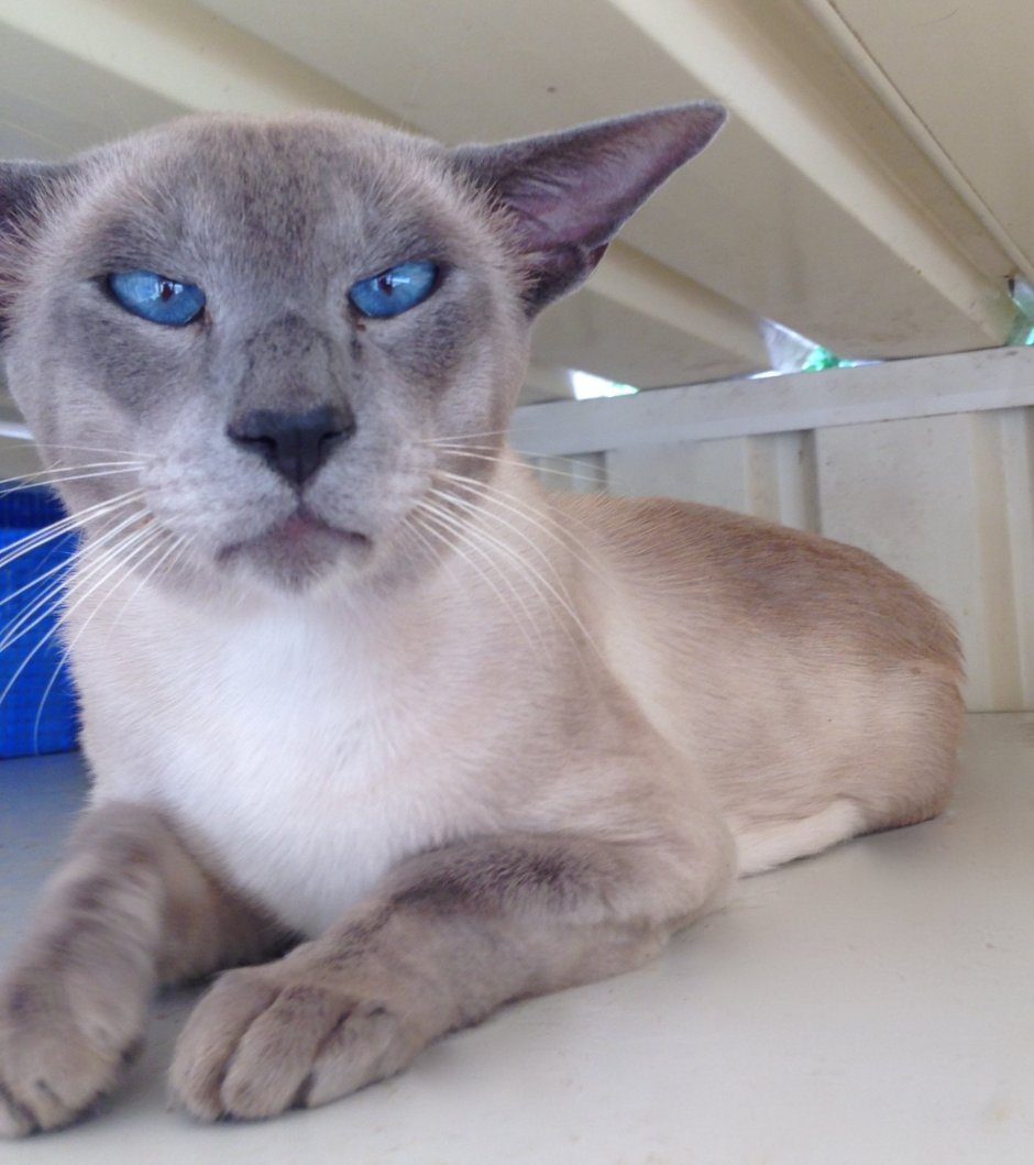 Тайский Блю Пойнт