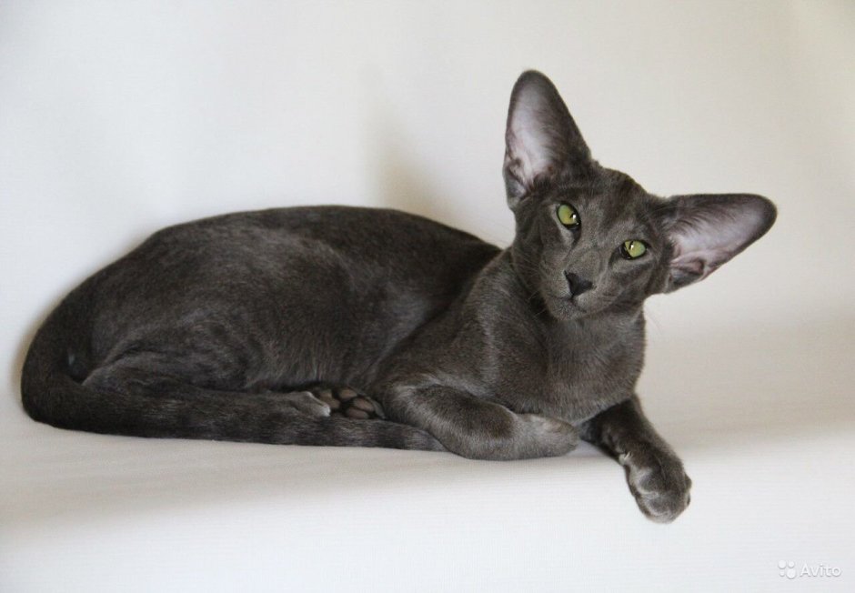 Ориентальная кошка живот