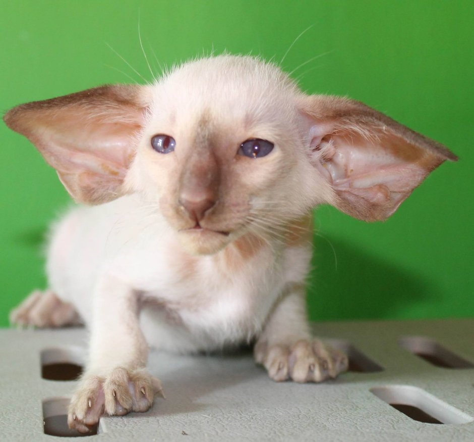 Кошки с очень большими ушами