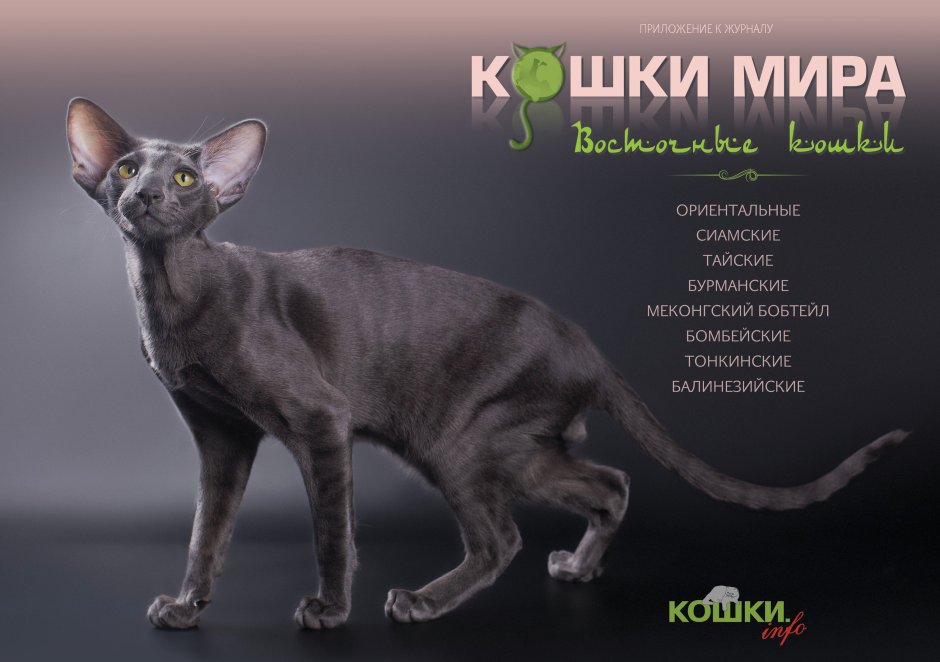 Ориентальная кошка красный Сиам