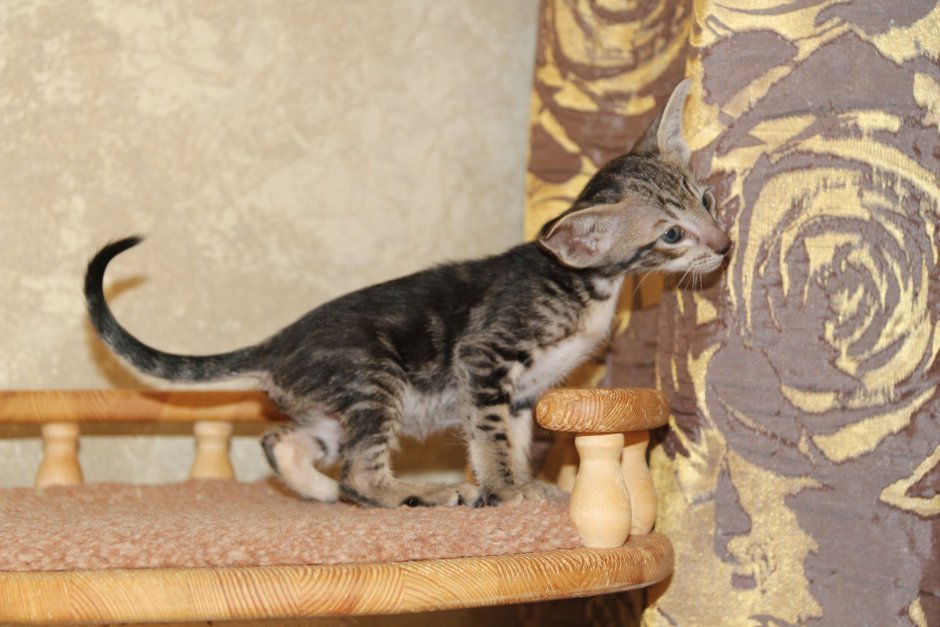 Черный табби Ориентал