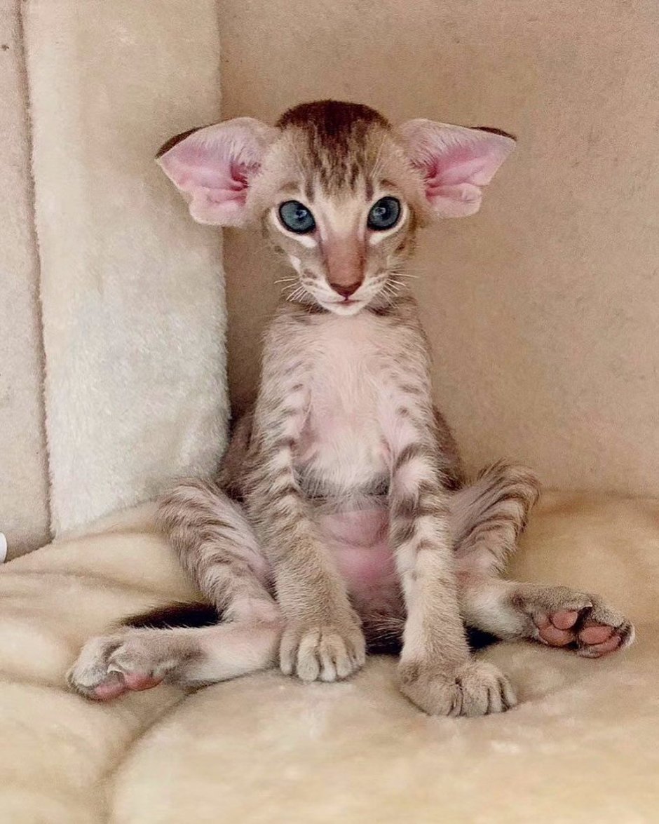 Ориентальный кот грузин