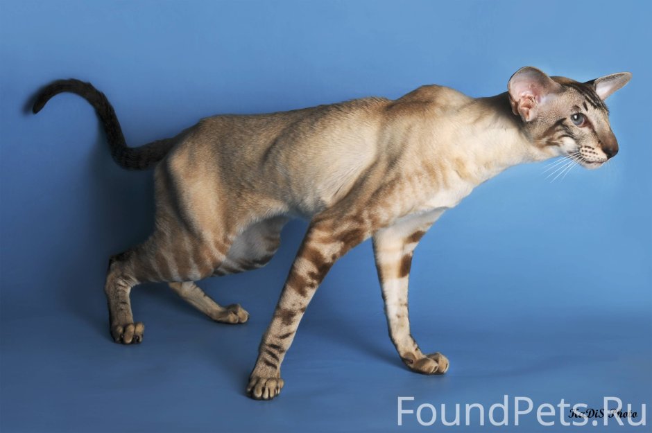 Кот Ориентал в полный рост