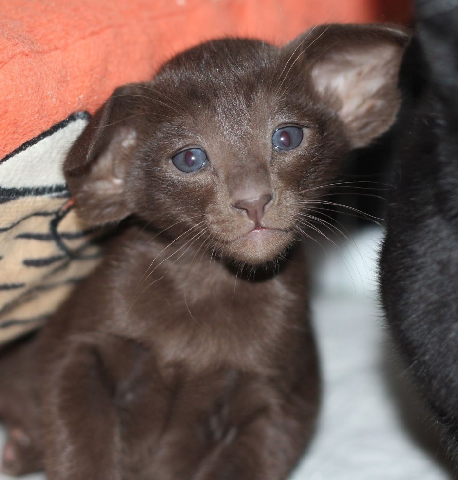 Кот Ориентал вислоухий