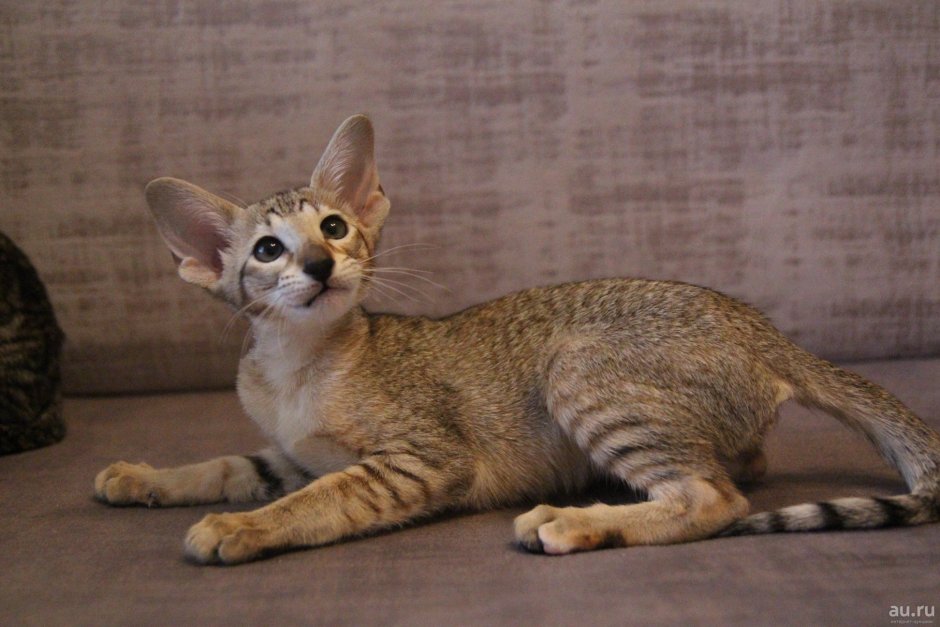 Вислоухий ориентальный кот