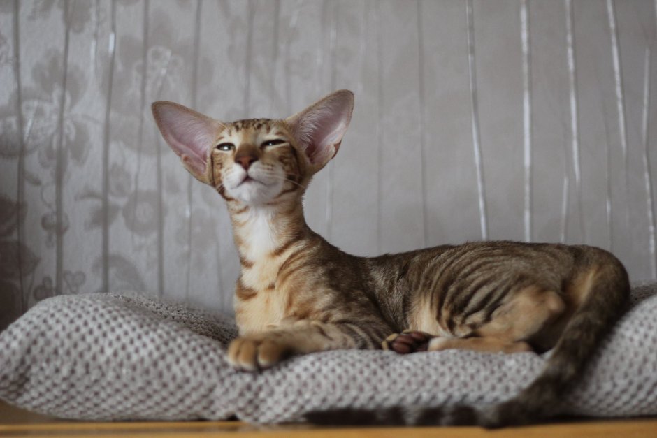 Кошка Орион Ориентальная