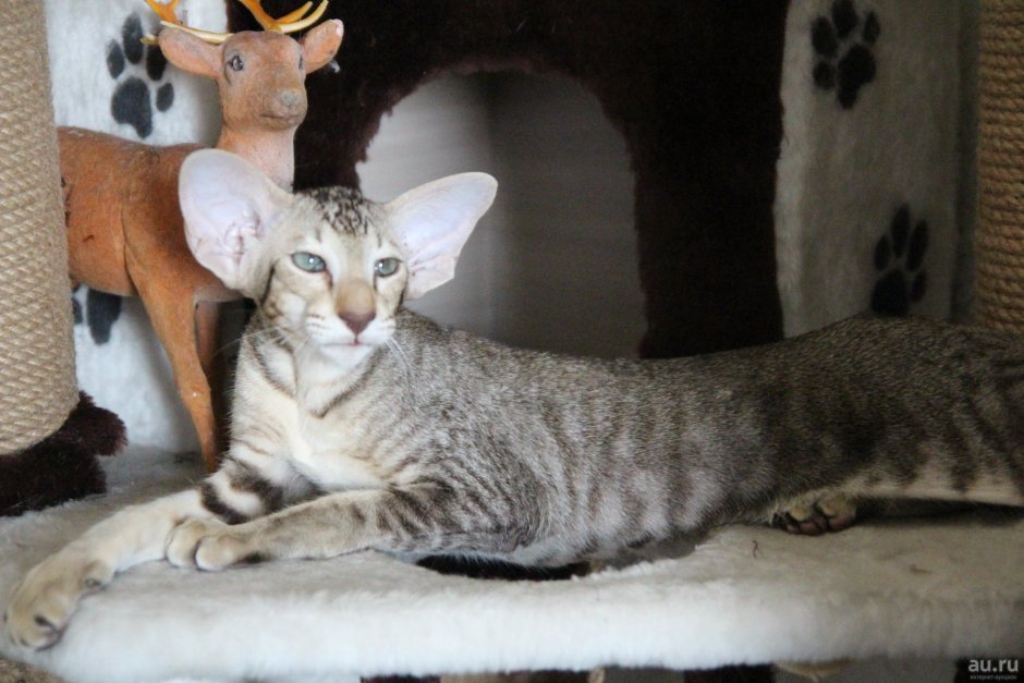 Вислоухий ориентальный кот