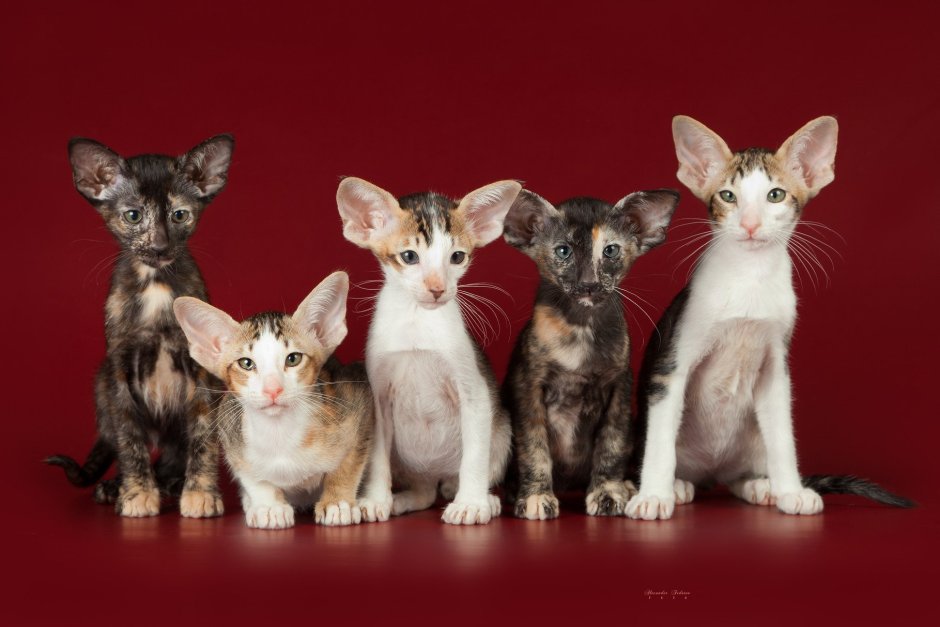 Ориентальная кошка котята