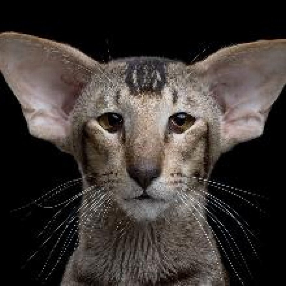 Ориентальный кот грузин