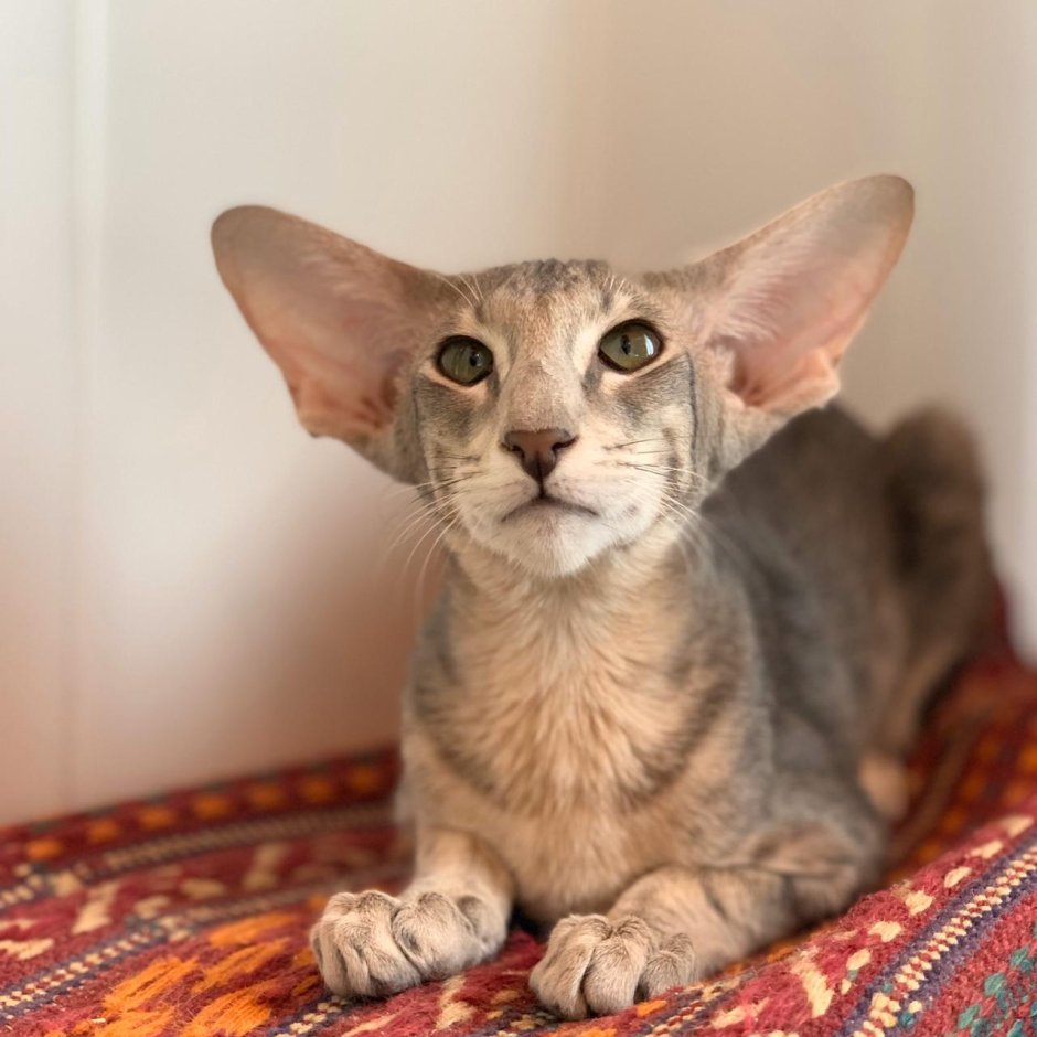 Кот породы Ориентал