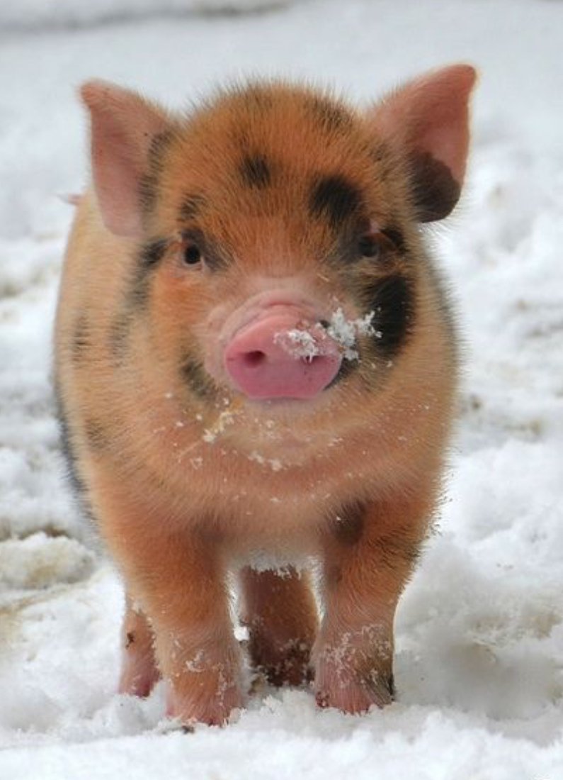 Хрюшенькины сапоги сапоги сапожки