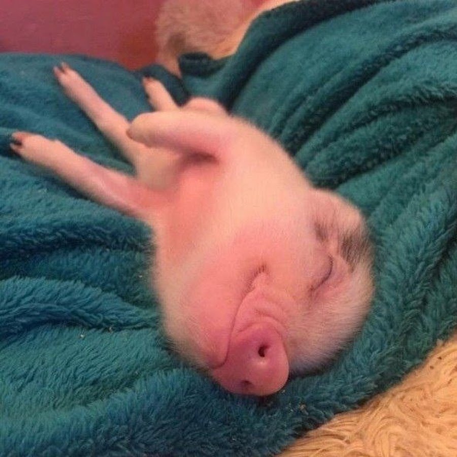 Свинка спит