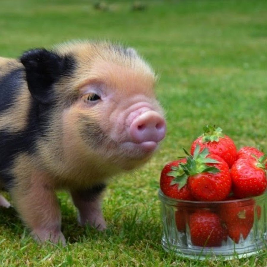 Геттингенский минипиг