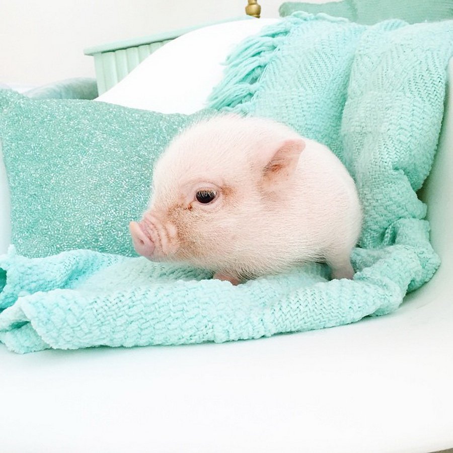 Маленькая Свинка мини Пиг