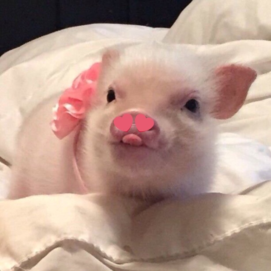 Минипиг Пятачок