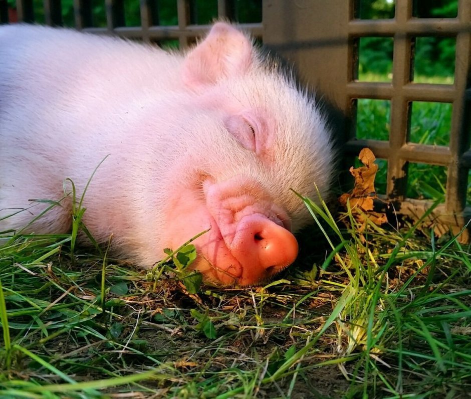 Мини Пигги Свинка