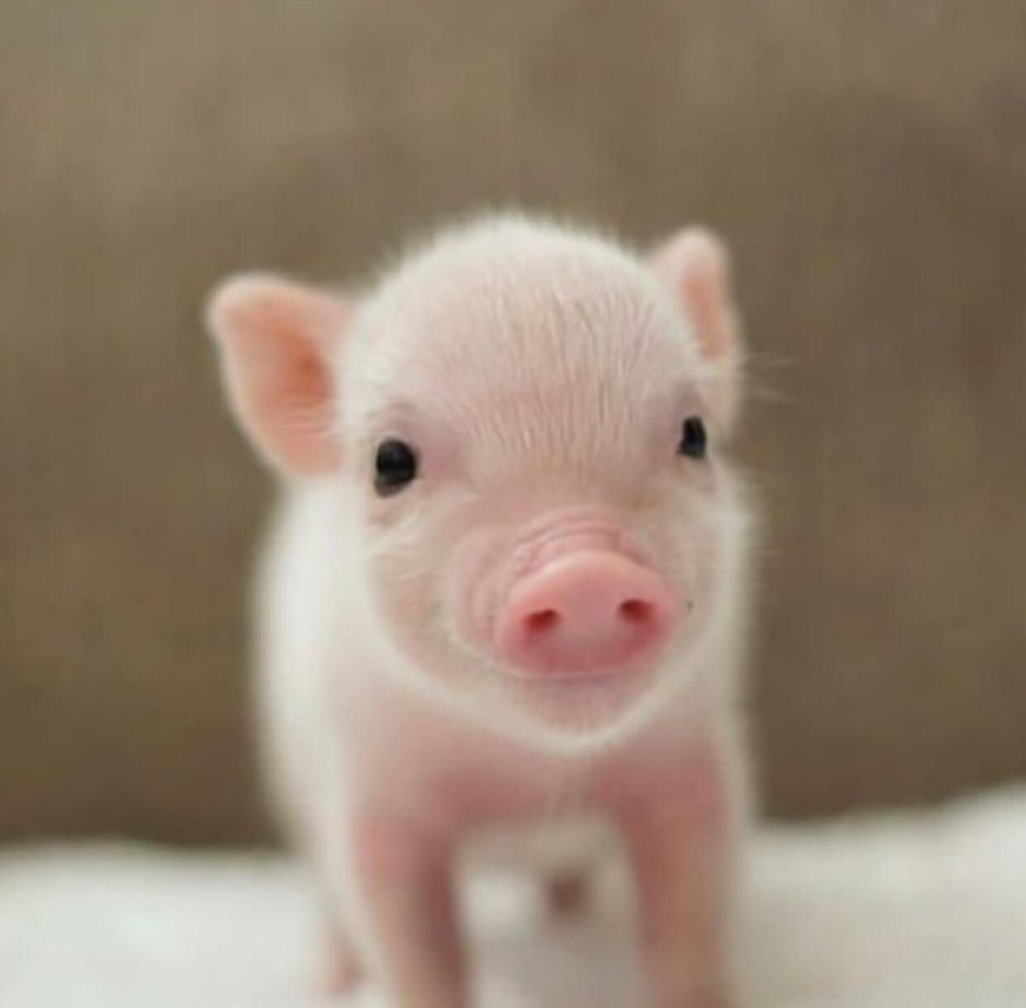 Свинка мини Пиг