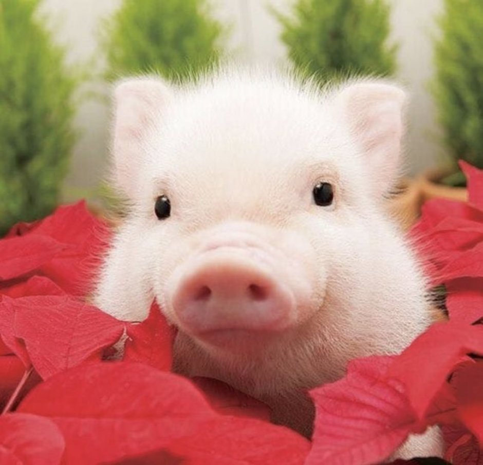 Свинка Пигги