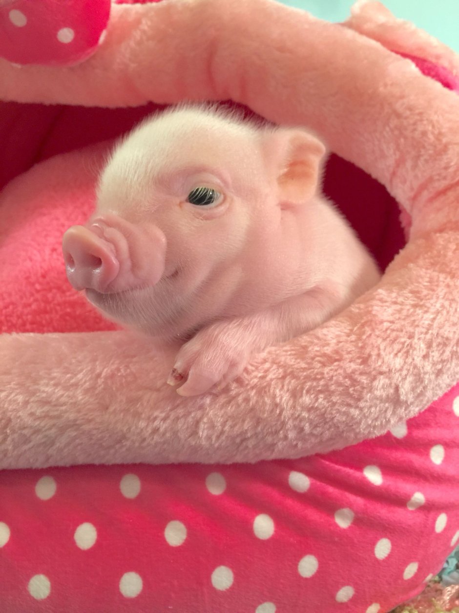 Минипиг майялино