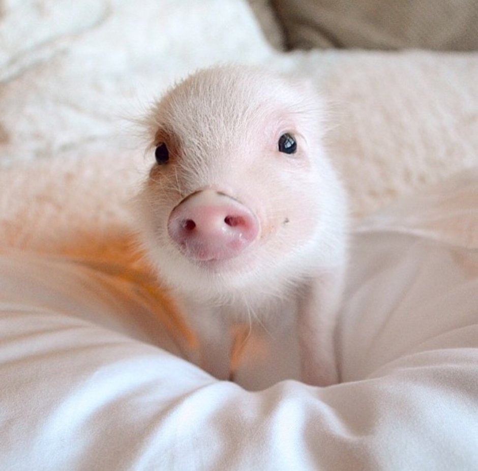 Вьетнамские Пигги