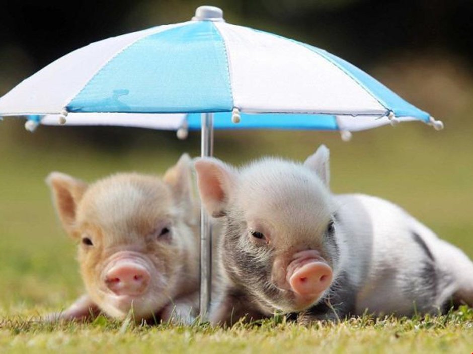 Карманная Свинка