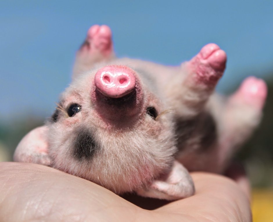 Маленькие свинки