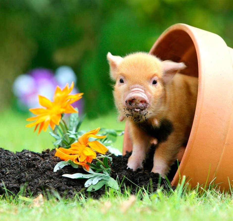 Карликовые поросята