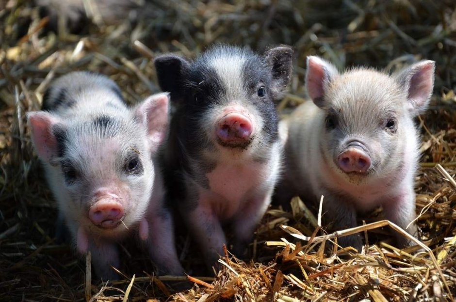 Поросята фото