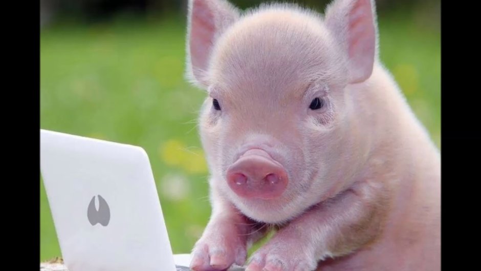 Милая свинья