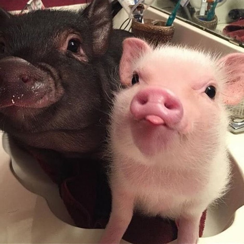 Бергштрессер книрт