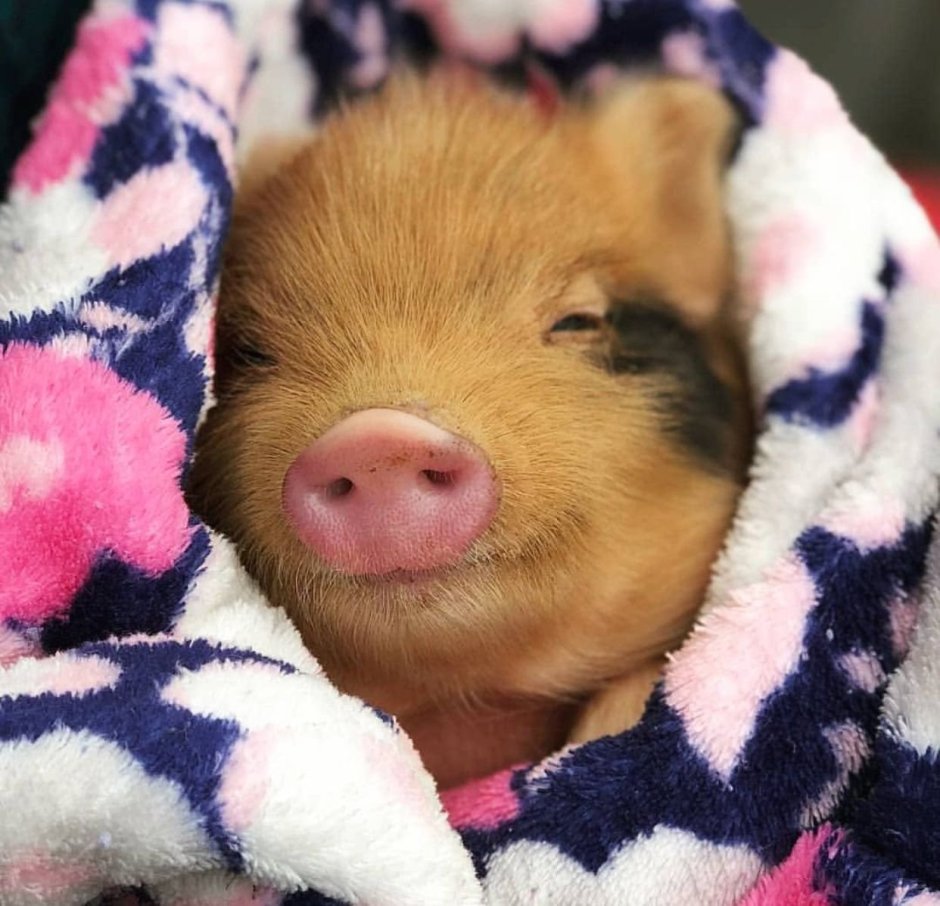 Геттингенский минипиг