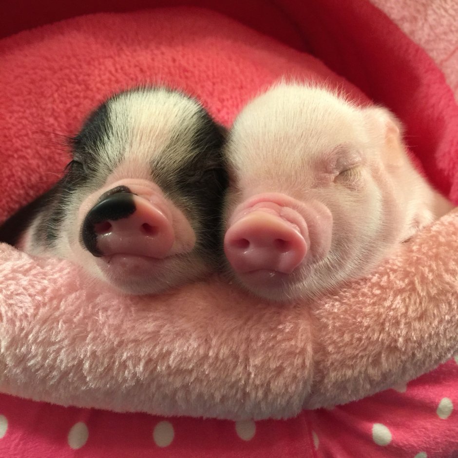 Мини Пигги Свинка