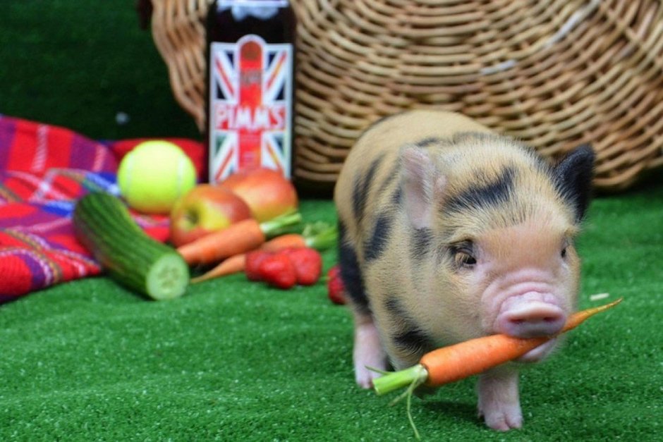 Минипиг майялино