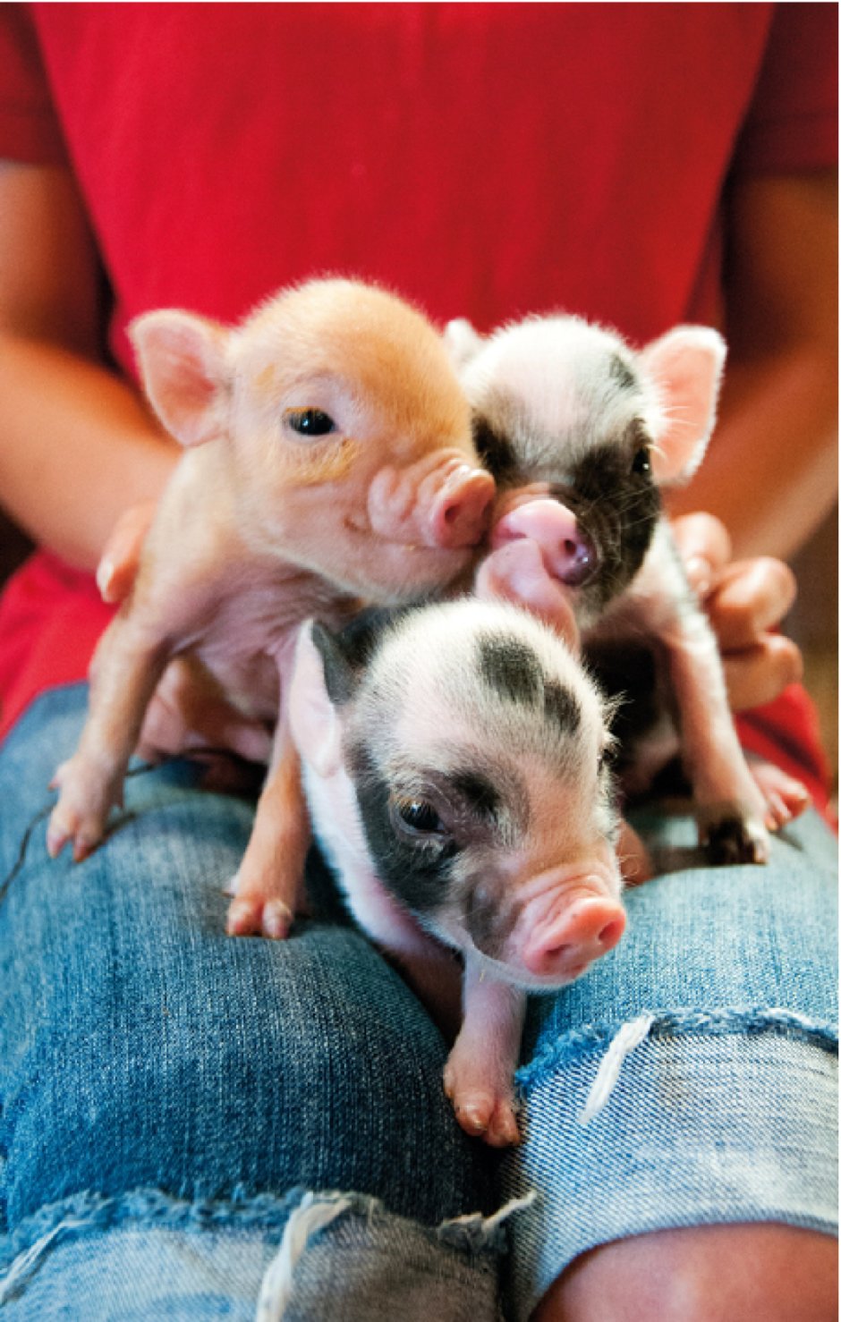 Геттингенский минипиг