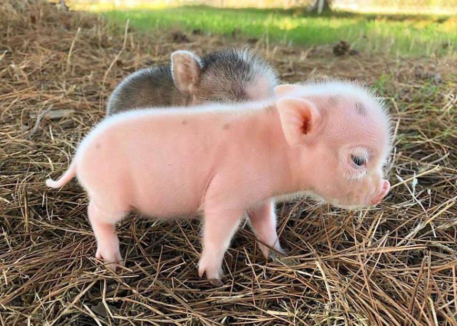 Свиноворот свиней