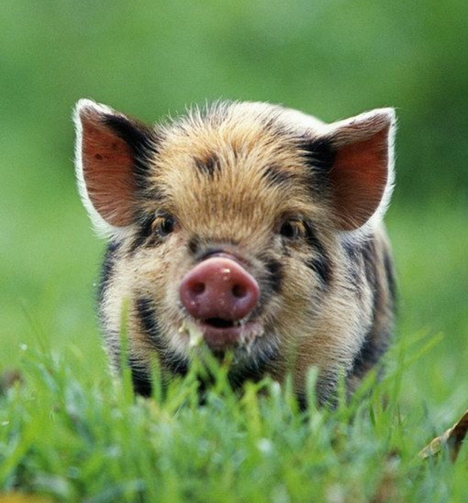 Маленький кабанчик