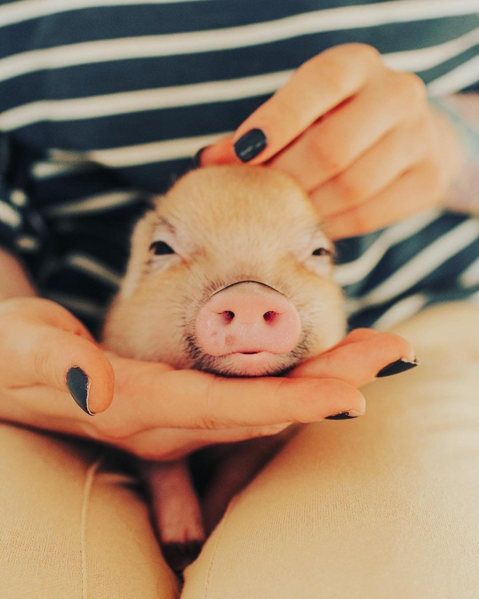 Мраморный минипиг