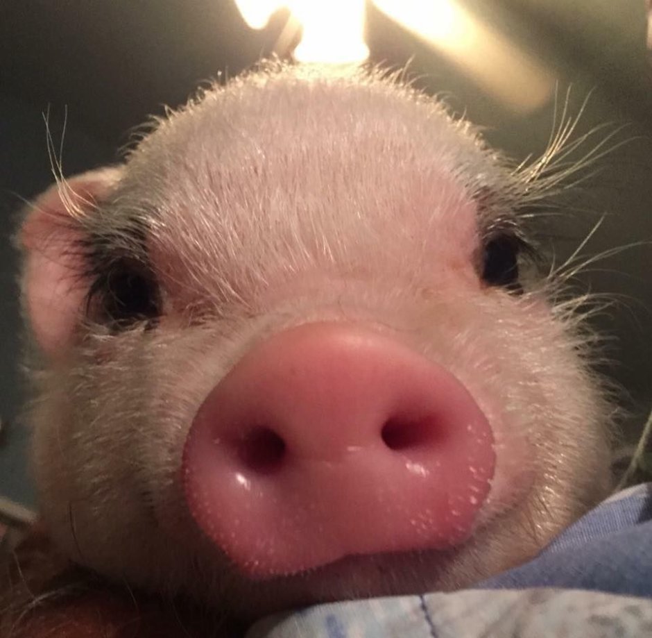 Милые хрюшки