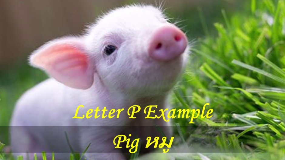 Маленькие свинки