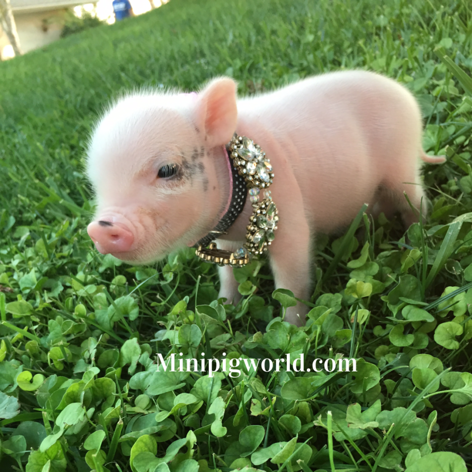 Бергштрессер книрт