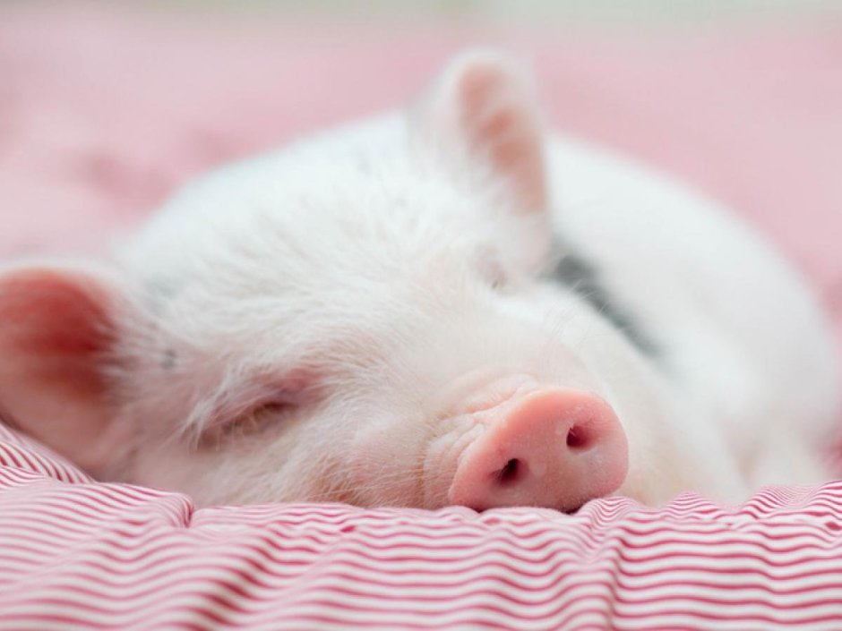 Спящие поросята