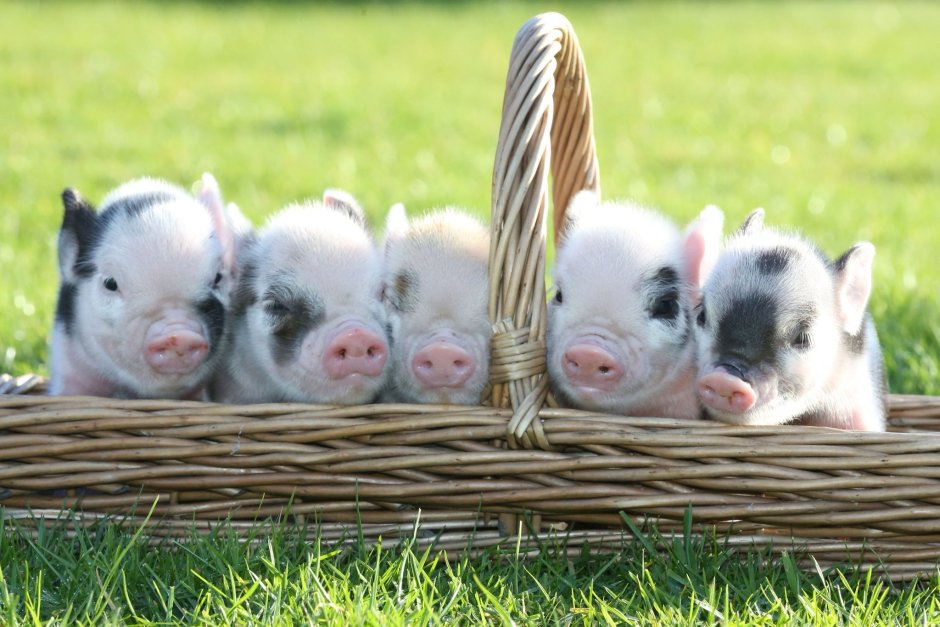 Минипиг на ферме