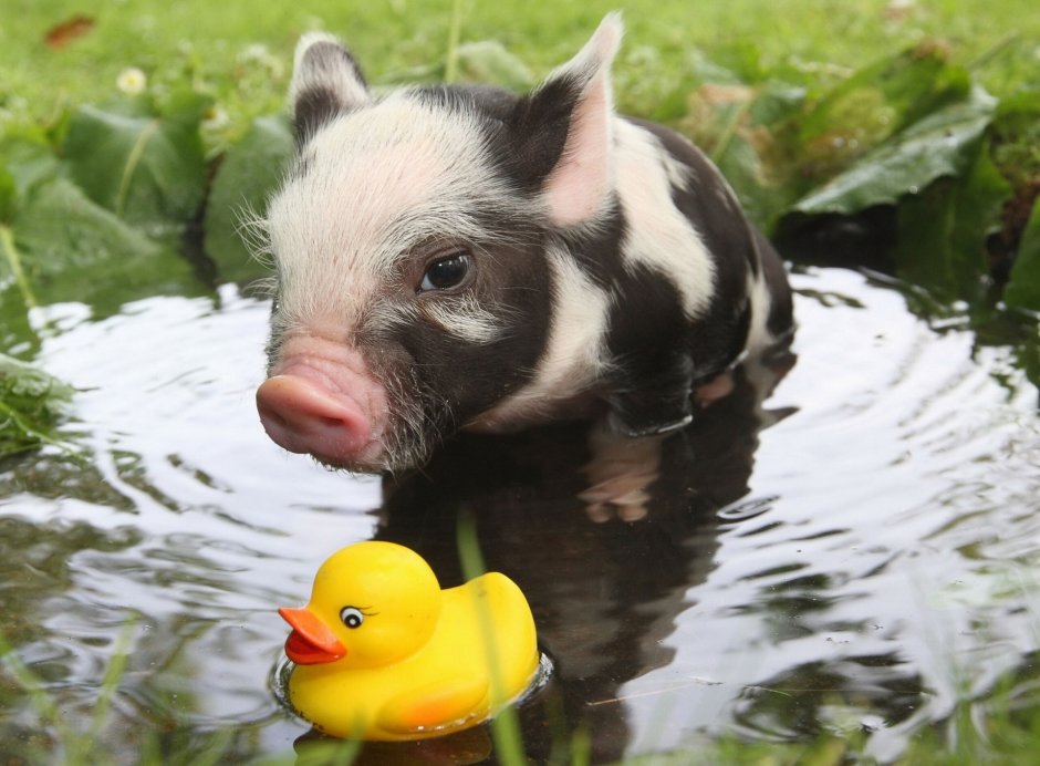 Мини Пигги Свинка