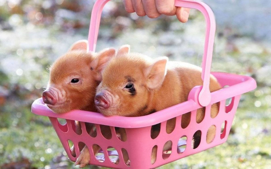 Мини Пиги майялино