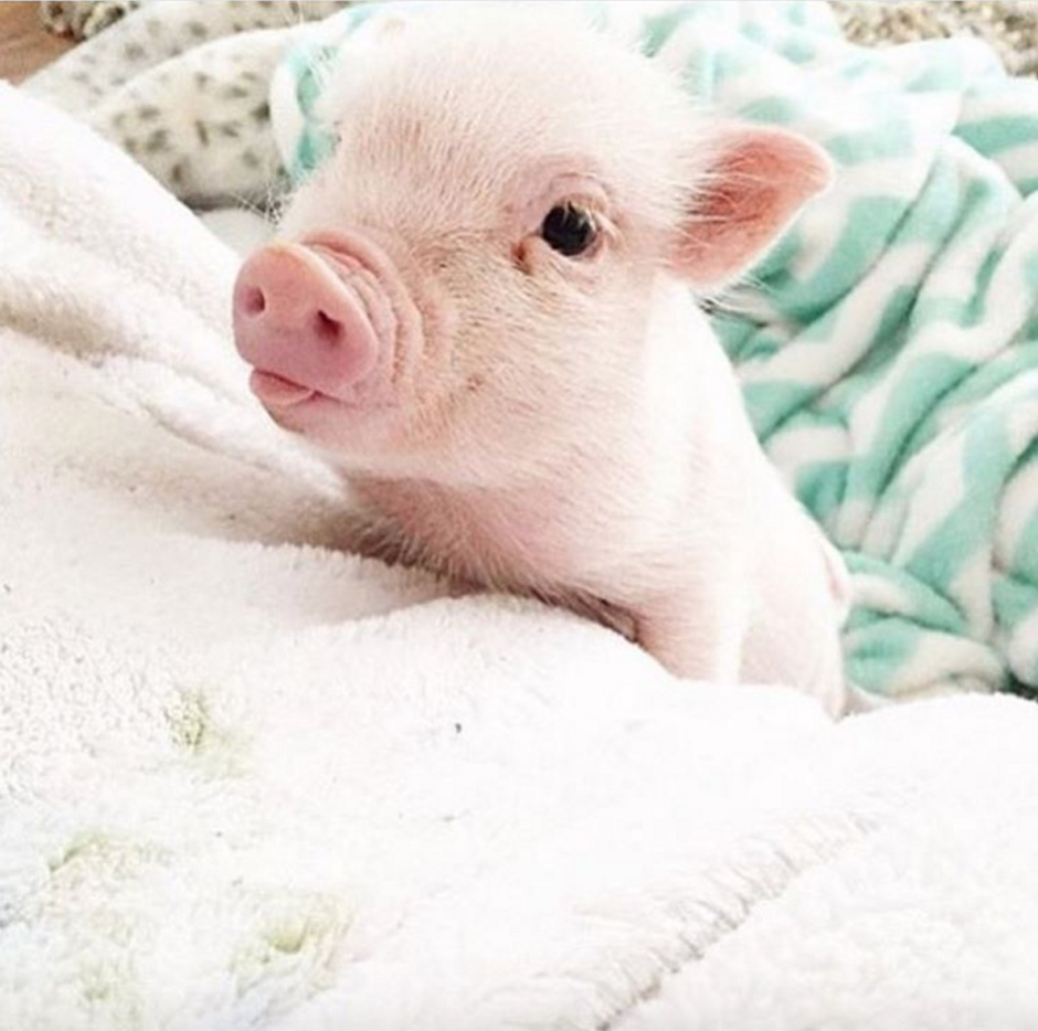 Маленький поросенок