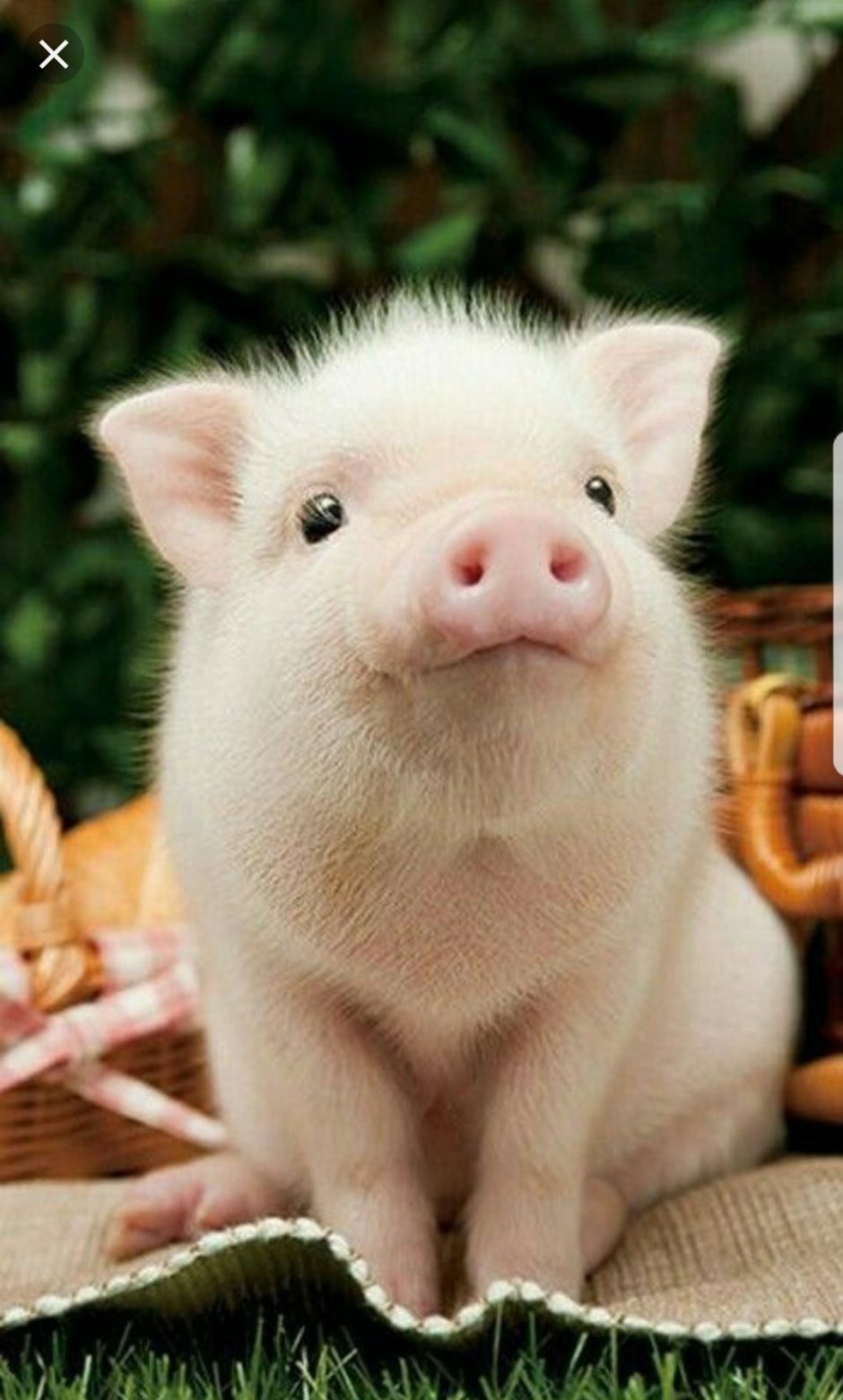 Мини Пиг красивый