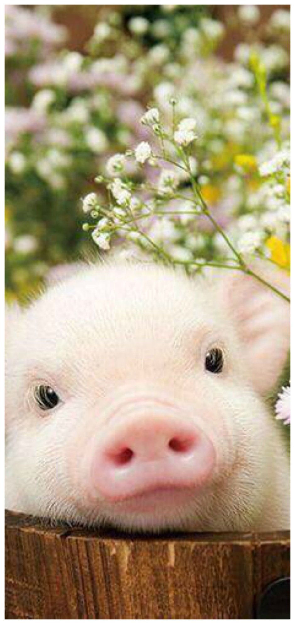 Свинка Пигги