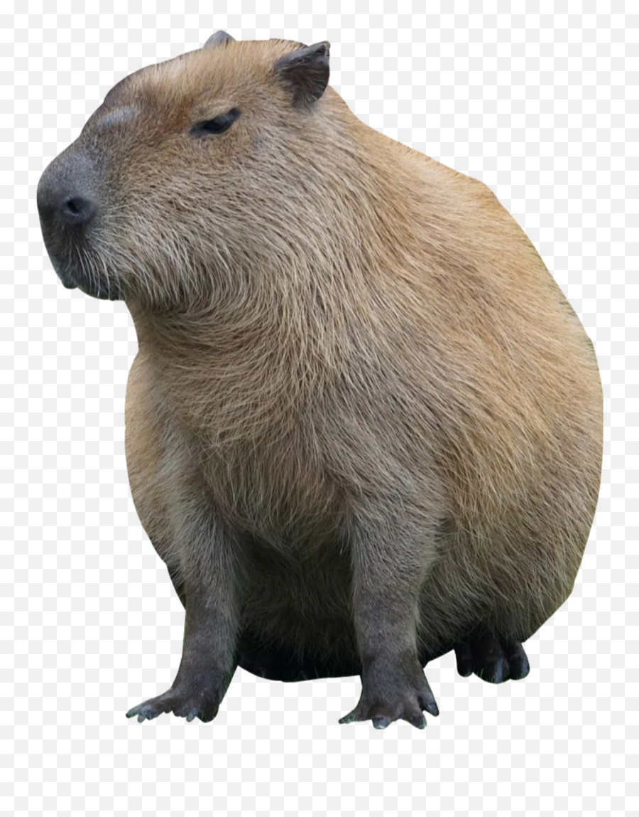 Капибара Стикеры