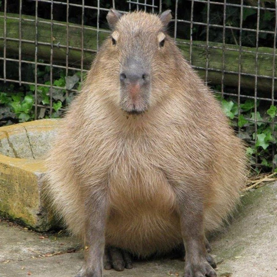 Смешное животное похожее капибару