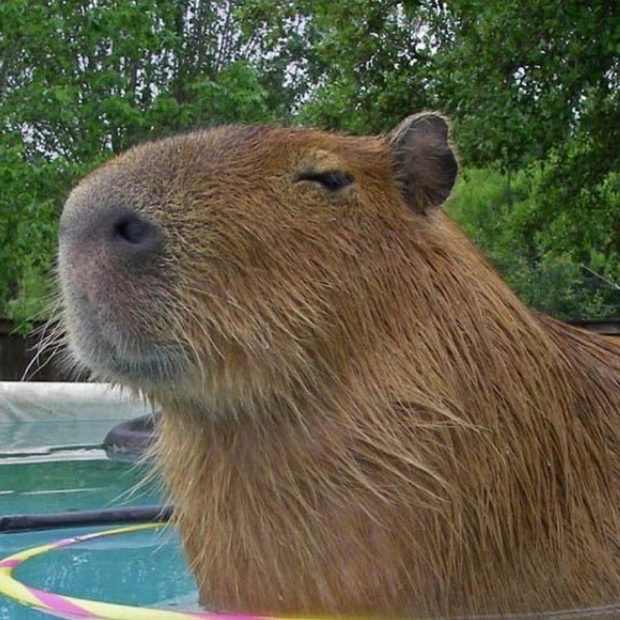 Капибара и морская Свинка